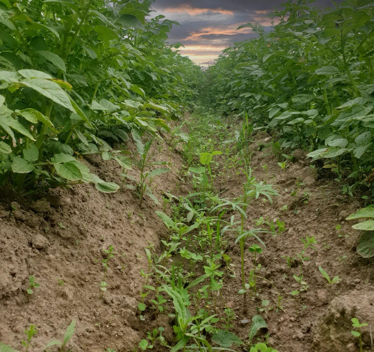 TerraLife SolanumPro – die Kartoffelbeisaat (DSV)