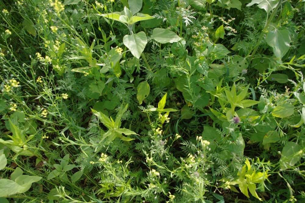 TerraLife AquaPro Organic (DSV)