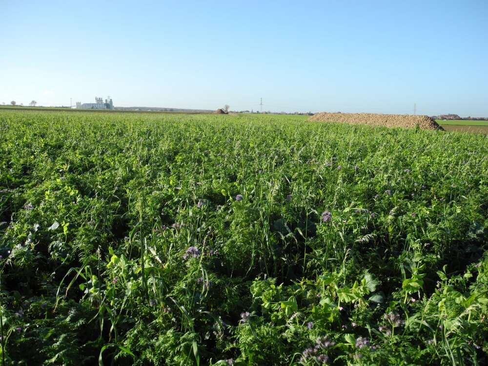 TerraLife BetaMaxx Organic (DSV)
