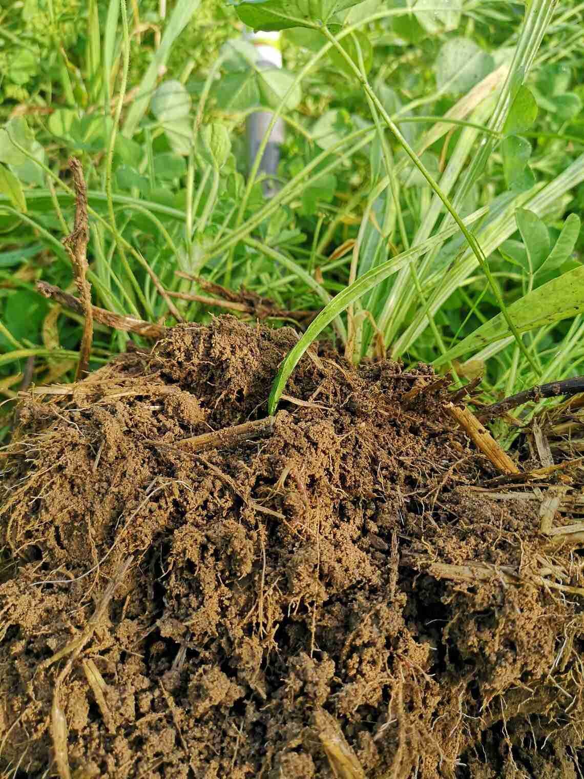 TerraLife ZeaPro (DSV) – ohne Gräser