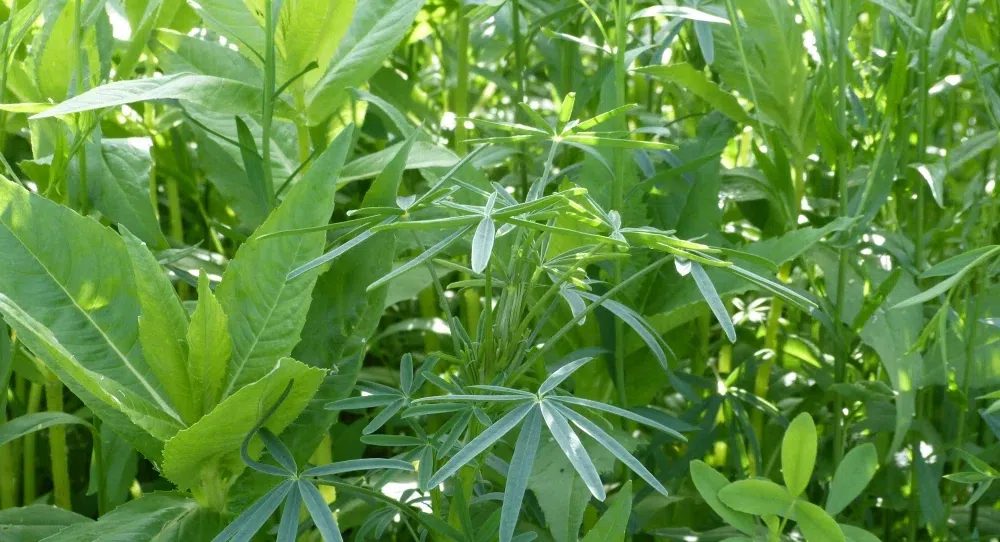 TerraLife SolaRigol (DSV)