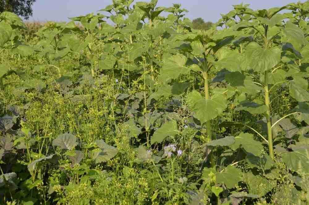 TerraLife VitaMaxx TR AT (DSV)