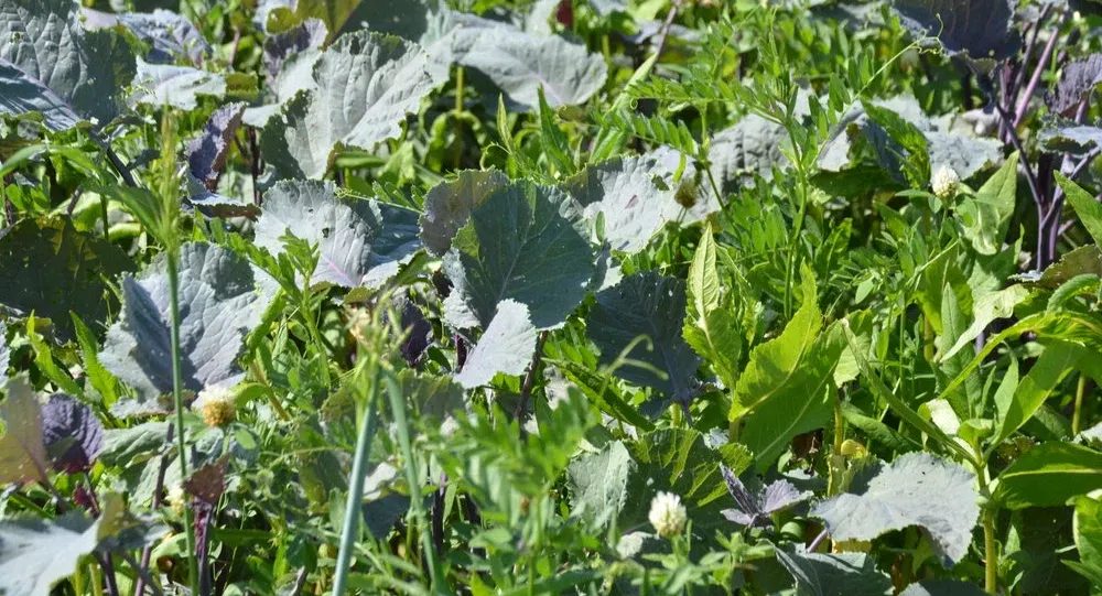 TerraLife SolaRigol AT (DSV)