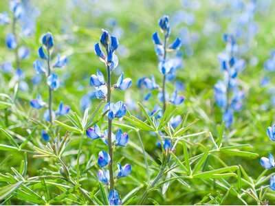 Blaue Lupine