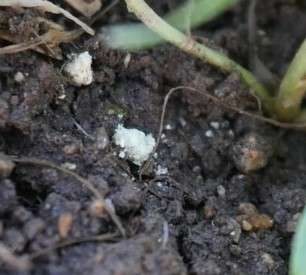 Wigor S (Elementarer Schwefel)