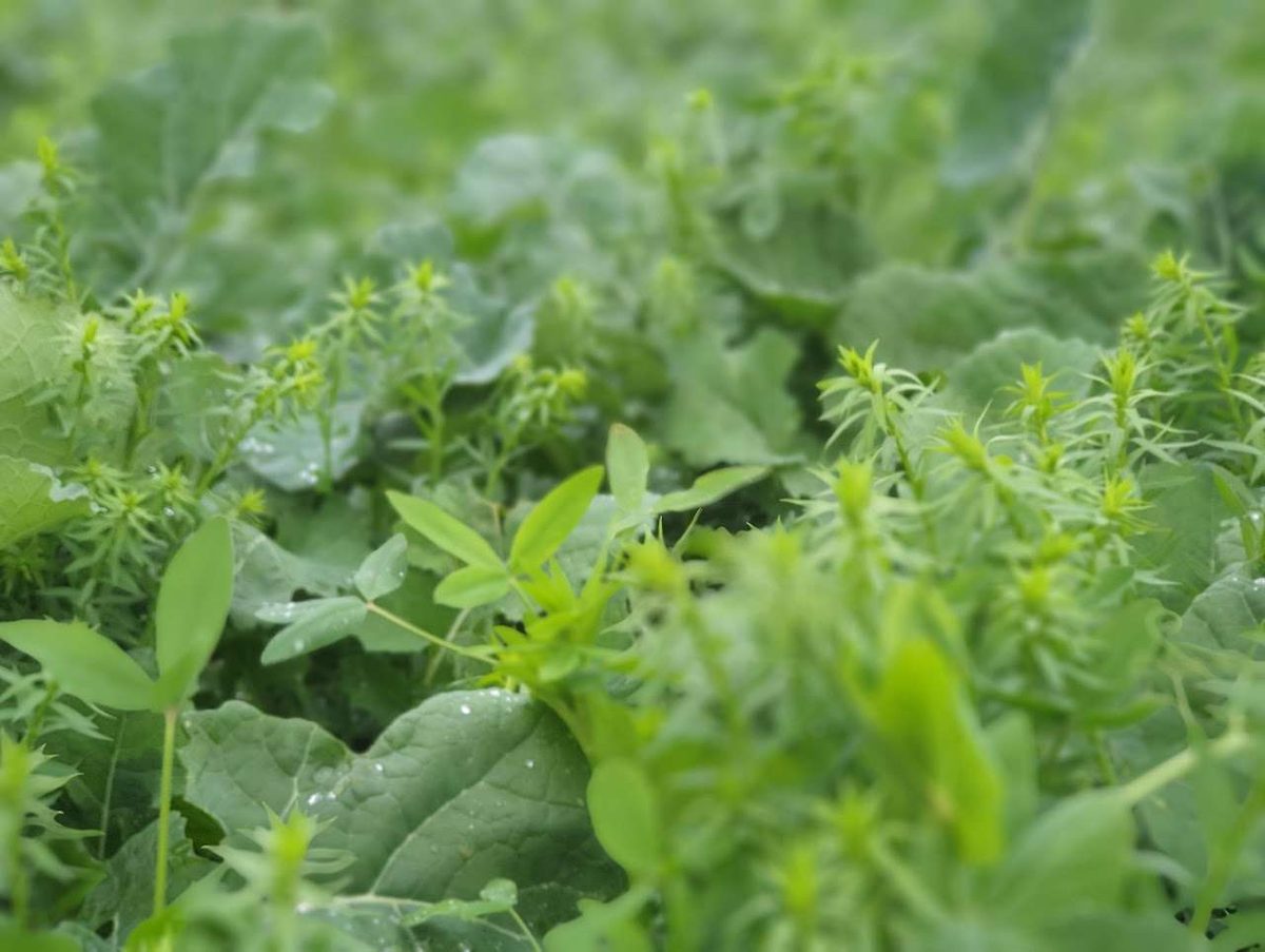 TerraLife Brassica Pro AT – die Rapsbeisaat (DSV)