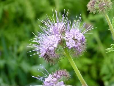 Phacelia